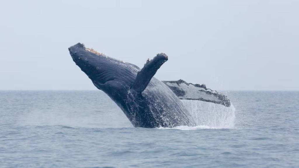 Una ballena jorobada tiene una “conversación” de 20 minutos con científicos gracias a la IA 3 Una ballena jorobada tiene una “conversación” de 20 minutos con científicos gracias a la IA