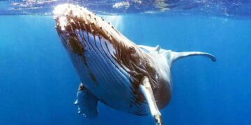 Una ballena jorobada tiene una “conversación” de 20 minutos con científicos gracias a la IA