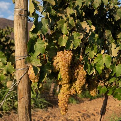 Cabernet Sauvignon, Malbec, Nebbiolo o Zinfandel: cuál es la diferencia entre estas variedades de uva que crecen en México