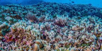 Científicos descubren el mayor coral del mundo: es tan grande que se puede ver desde el espacio