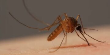 Una esperanza para inmunizar contra la malaria