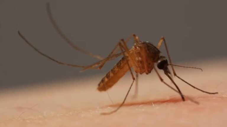 Una esperanza para inmunizar contra la malaria