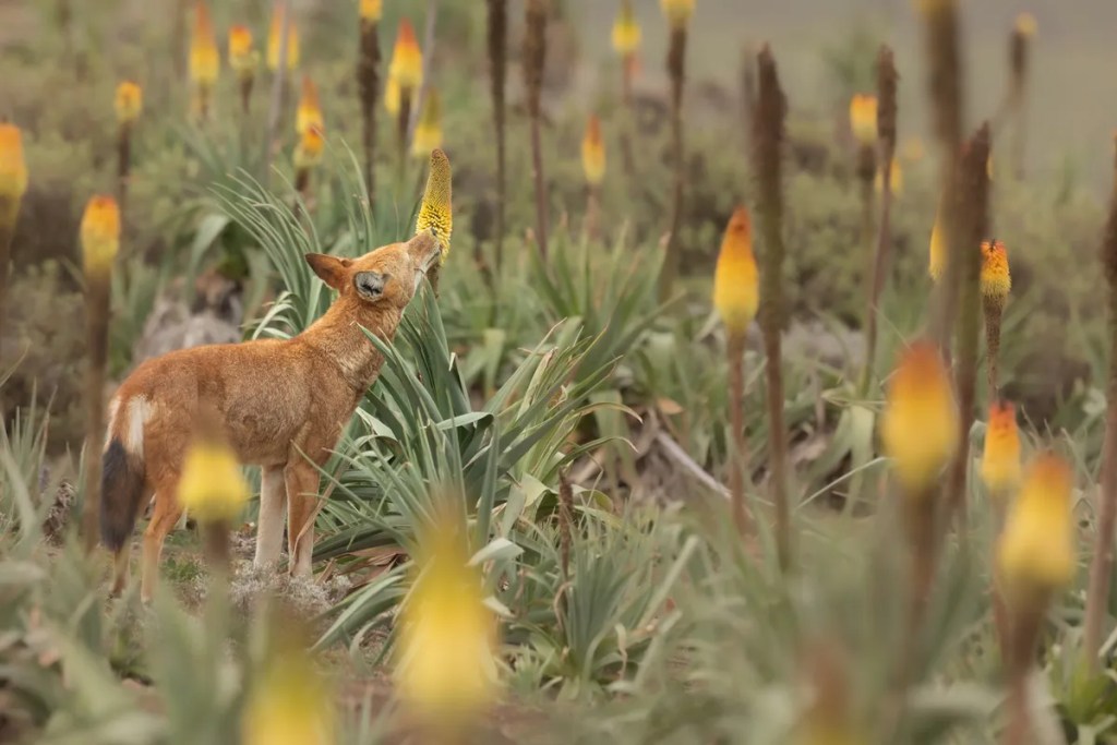 ¿Los lobos polinizan? Por primera vez se observa a depredadores sorbiendo nectar