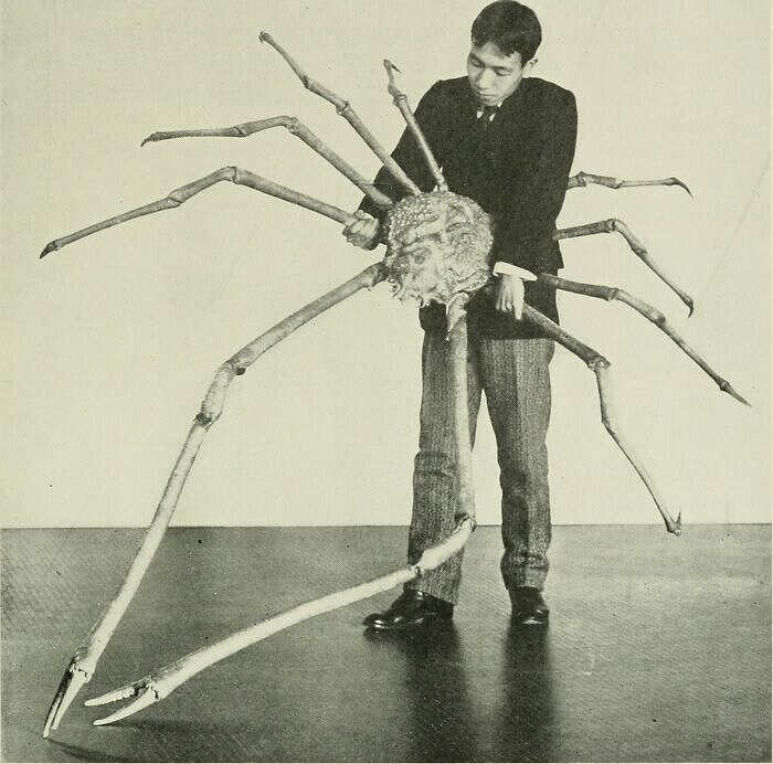 foto-oggetti-cose-molto-grandi-megalophobia-15 -