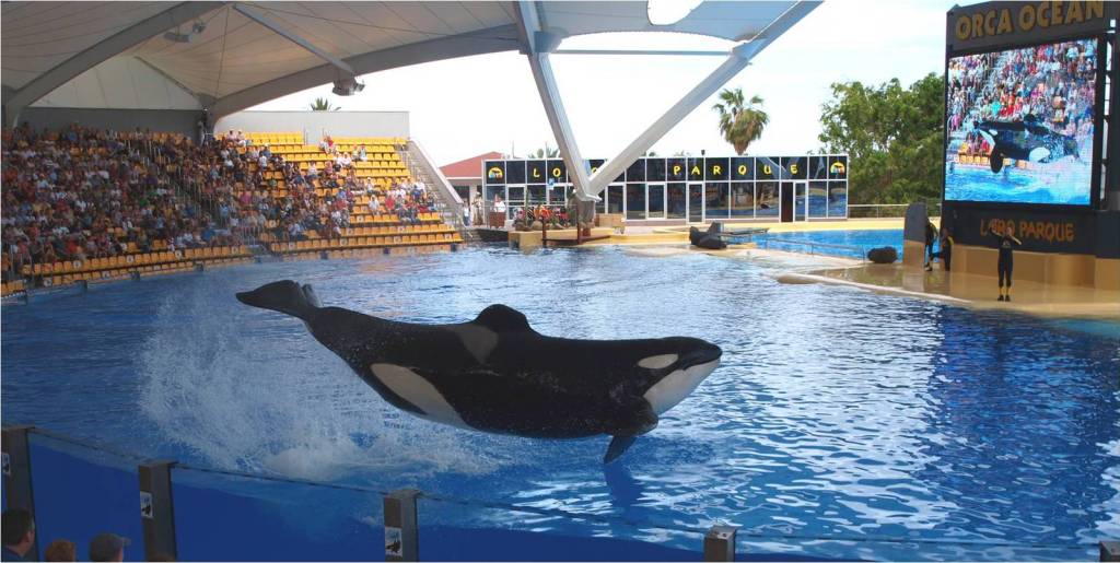 Falleció Keto, la orca que saltó a la fama por provocar el fallecimiento de su entrenador