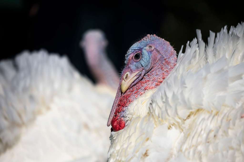 Peach y Blossom, los Pavos Nacionales de Thanksgiving 2024, en el Jardín Sur de la Casa Blanca antes de recibir el indulto presidencial de Joe Biden.