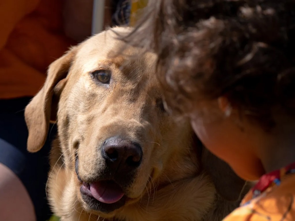 Investigación revela que nuestro cerebro se conecta con el de nuestro perro cuando lo miramos 1 Investigación revela que nuestro cerebro se conecta con el de nuestro perro cuando lo miramos