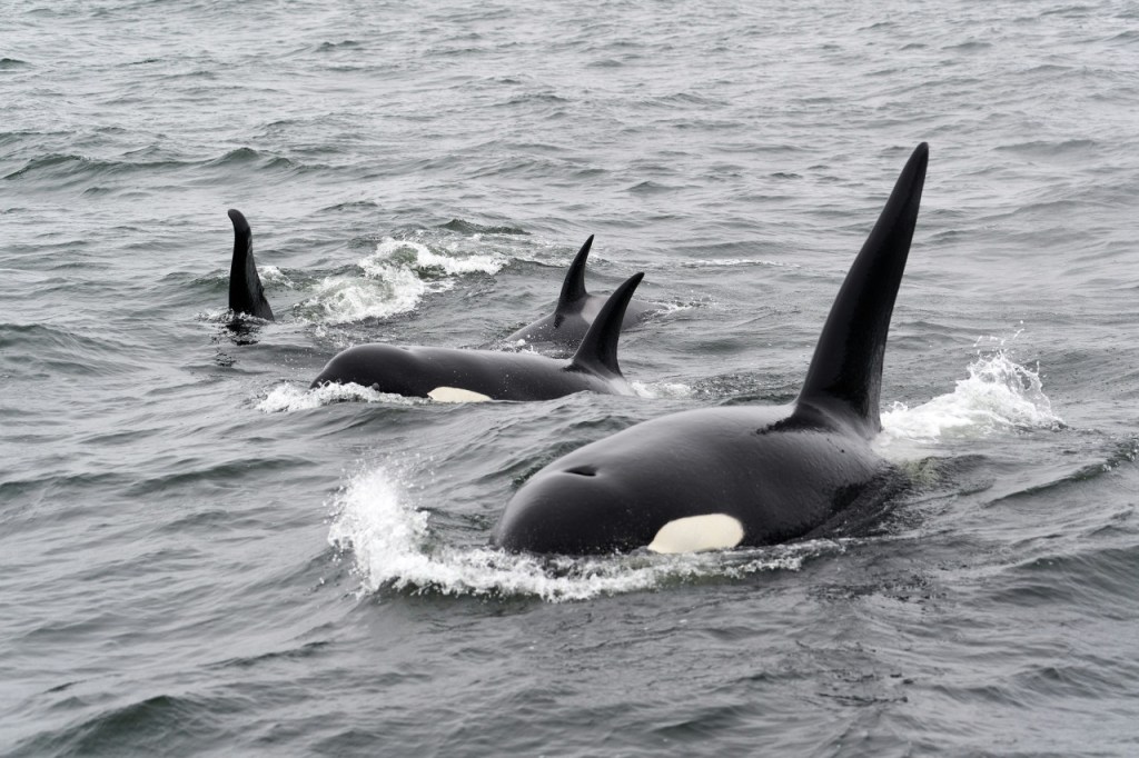Las orcas vuelven a llevar un salmón en la cabeza después de 37 años 2 Las orcas vuelven a llevar un salmón en la cabeza después de 37 años