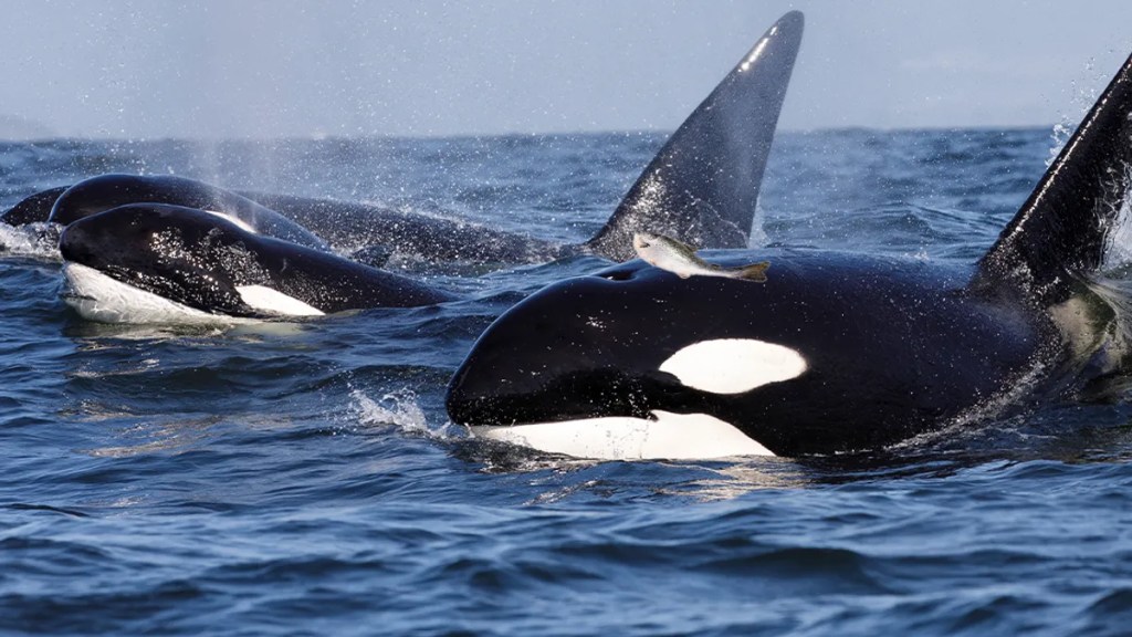 Las orcas vuelven a llevar un salmón en la cabeza después de 37 años 1 Las orcas vuelven a llevar un salmón en la cabeza después de 37 años