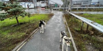 Los perros de Chernóbil sorprenden a la ciencia por su rápida evolución