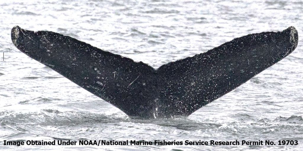Una ballena jorobada tiene una “conversación” de 20 minutos con científicos gracias a la IA 1 Una ballena jorobada tiene una “conversación” de 20 minutos con científicos gracias a la IA