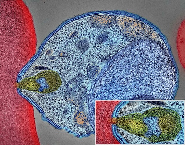 Mosquitos genéticamente modificados: Una esperanza para inmunizar contra la malaria