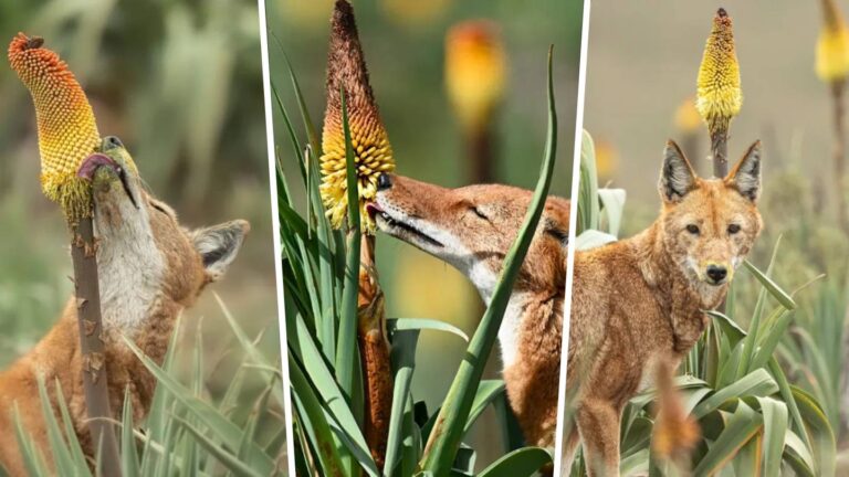 ¿Los lobos polinizan? Por primera vez se observa a depredadores sorbiendo nectar