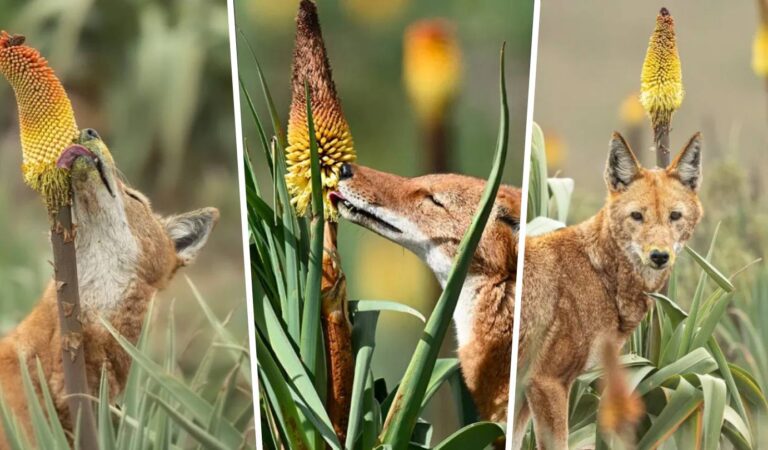 ¿Los lobos polinizan? Por primera vez se observa a depredadores sorbiendo nectar