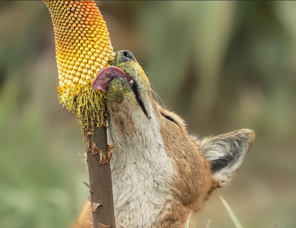 ¿Los lobos polinizan? Por primera vez se observa a depredadores sorbiendo nectar