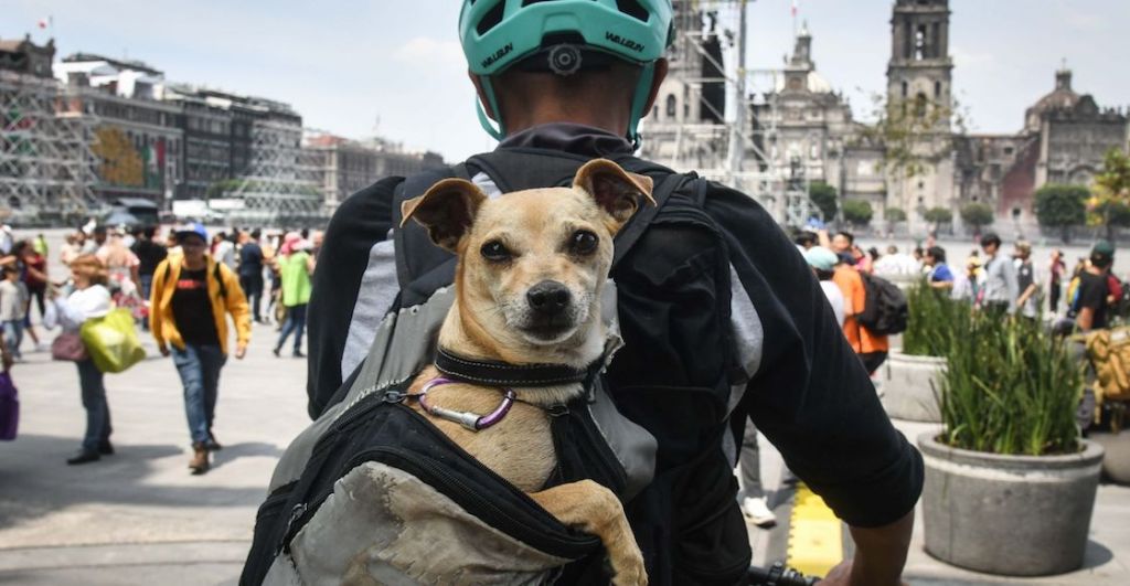 Los nombres más populares para perros en 2024, ¿está el de tu perrito?