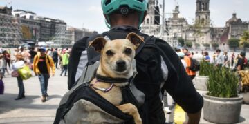 Los nombres más populares para perros en 2024, ¿está el de tu perrito?