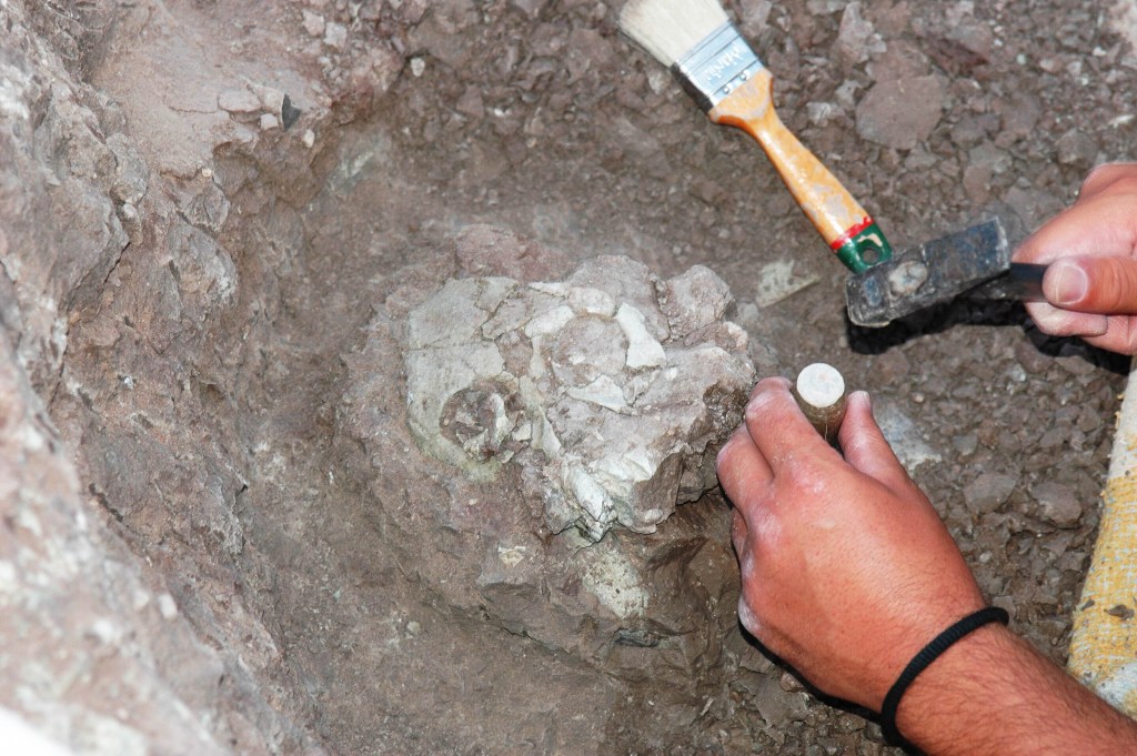 Descubren fósil que sugiere que los humanos se originaron en Europa y no en África 2 Descubren fósil que sugiere que los humanos se originaron en Europa y no en África