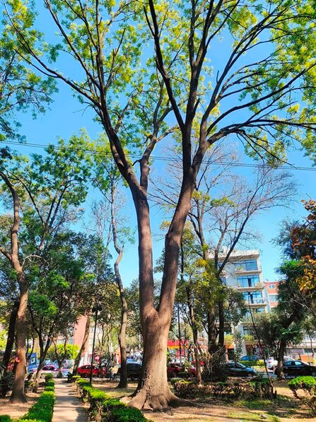 6 parques para ir a correr en la CDMX