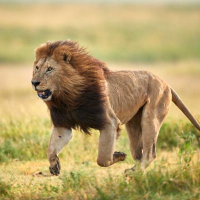 En qué partes del mundo habita el león, el rey de la selva