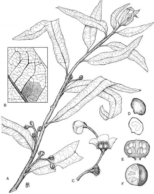 Encuentran fósil de una “planta alienígena” que no pertenece a ninguna especie terrestre 2 Encuentran fósil de una “planta alienígena” que no pertenece a ninguna especie terrestre