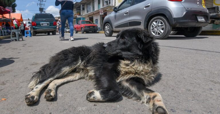 6 consejos para ayudar a perritos y gatos de la calle en esta temporada de frío