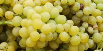 Año Nuevo: ¿Por qué se comen 12 uvas en Nochevieja?