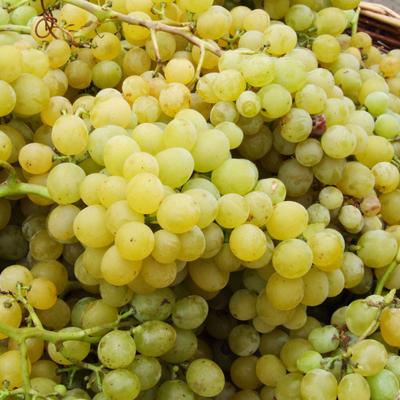 Año Nuevo: ¿Por qué se comen 12 uvas en Nochevieja?