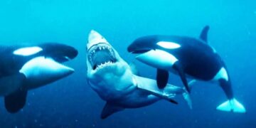 Dos depredadores provocan que los grandes tiburones blancos abandonen su hábitat por miedo