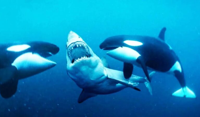 Dos depredadores provocan que los grandes tiburones blancos abandonen su hábitat por miedo