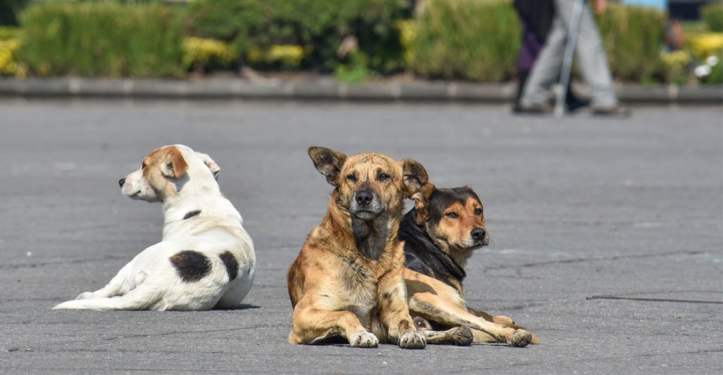 maltrato-animal-perros-calle