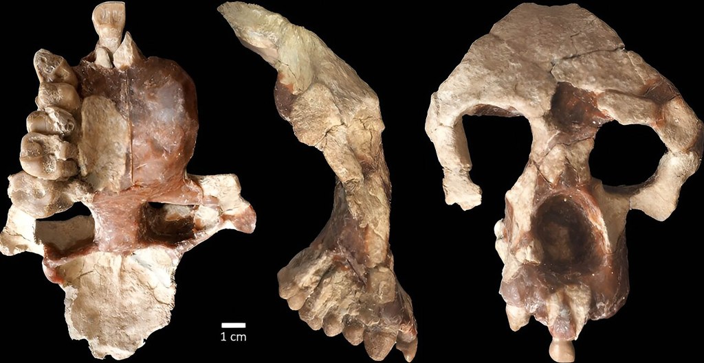 Descubren fósil que sugiere que los humanos se originaron en Europa y no en África 1 Descubren fósil que sugiere que los humanos se originaron en Europa y no en África