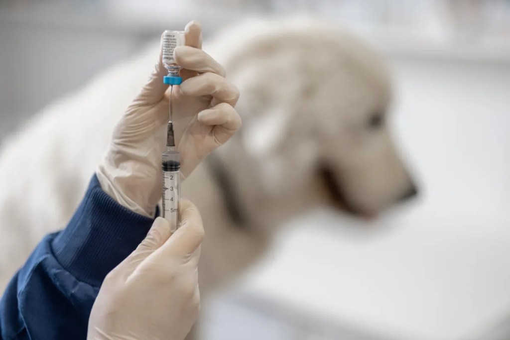 El 37% de los dueños de perros creen que las vacunas provocan autismo a sus perros