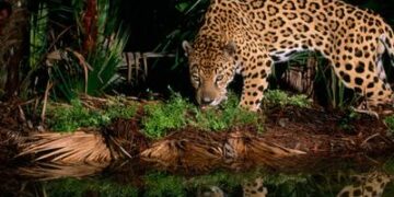 Estas imágenes muestran las sutiles diferencias entre jaguares y leopardos