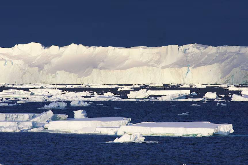 The Blob provoca la muerte de 4 millones de aves marinas, el evento más grande de mortalidad de una especie de la historia moderna 2 The Blob provoca la muerte de 4 millones de aves marinas, el evento más grande de mortalidad de una especie de la historia moderna