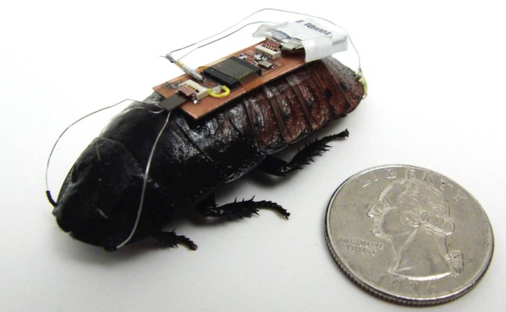 Cucarachas Cyborg Gigantes: Trabajadores de búsqueda y rescate del futuro 2 Cucarachas Cyborg Gigantes: Trabajadores de búsqueda y rescate del futuro