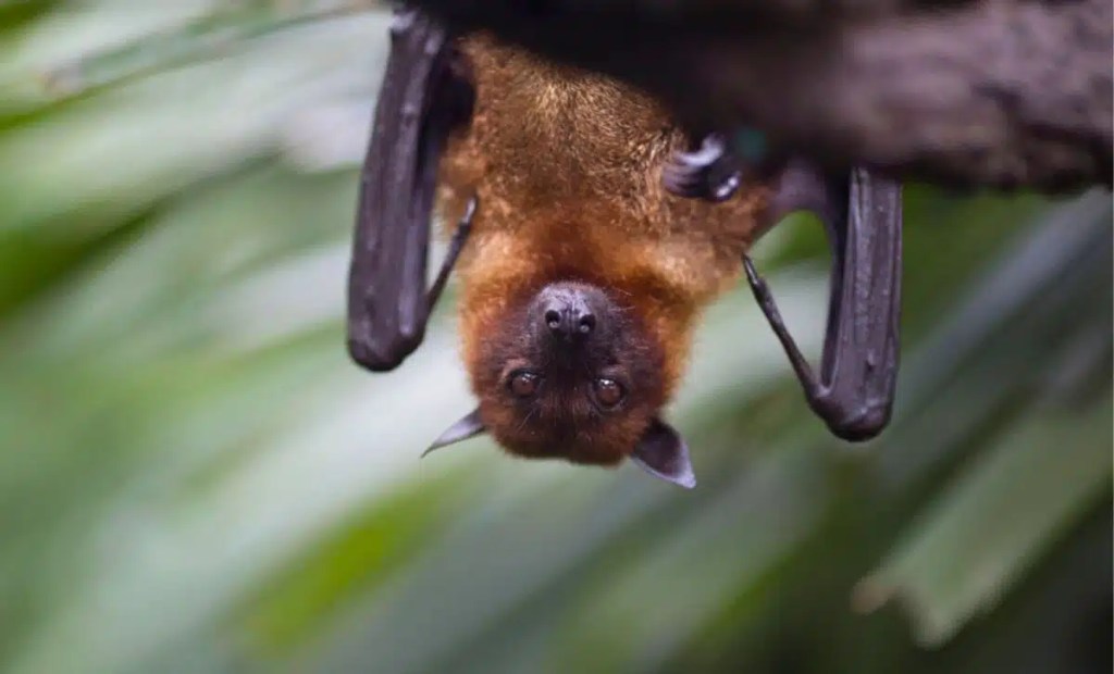 ¿Los viajes interestelares podrían ser una realidad gracias a la sangre de murciélago? 1 ¿Los viajes interestelares podrían ser una realidad gracias a la sangre de murciélago?