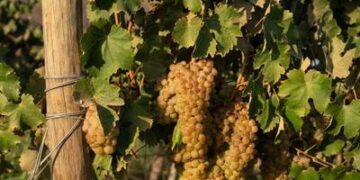 Del viñedo a la copa: cómo es el proceso de elaboración de vino