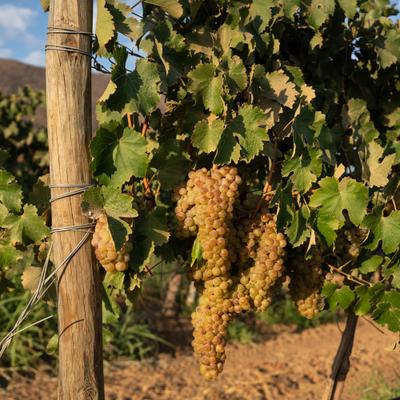 Del viñedo a la copa: cómo es el proceso de elaboración de vino