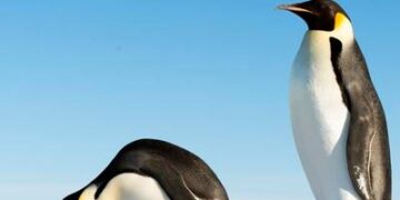 ¿Un ave que ayuna? Descubre qué comen los pingüinos