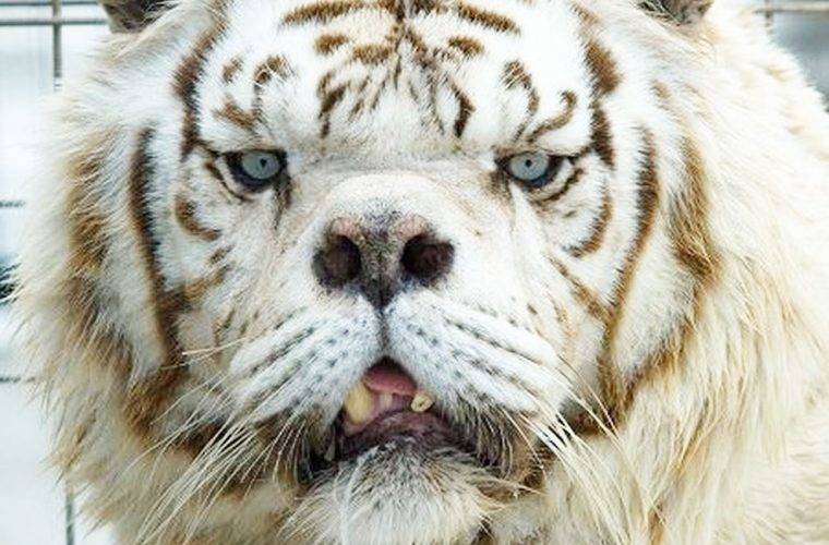 ¿Pueden los animales tener síndrome de Down? La verdad detrás de este popular mito de Internet 2 ¿Pueden los animales tener síndrome de Down? La verdad detrás de este popular mito de Internet
