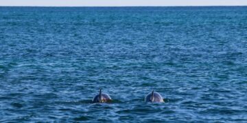 ¿Por qué nunca volverán a la tierra? Estudio científico revela la verdad