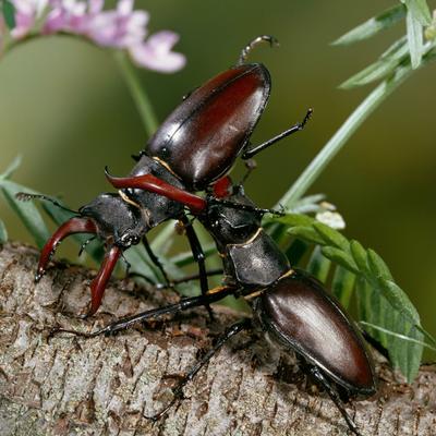 El salvaje mundo del cortejo de los insectos: incluye danzas, combates y traición