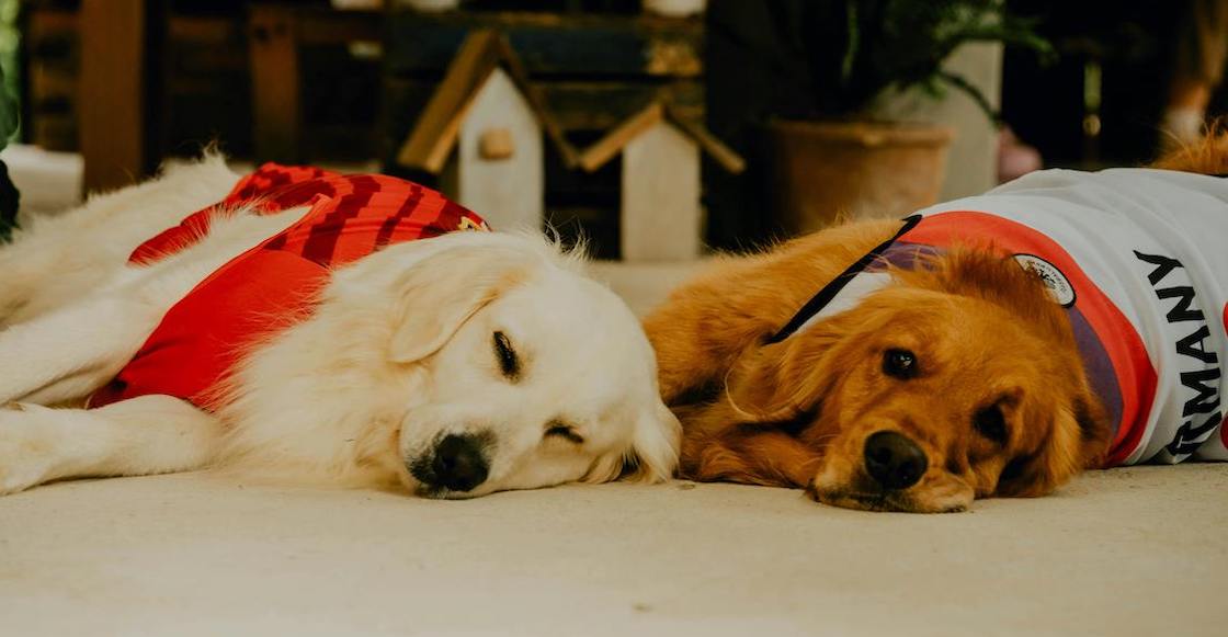 Del coyotito al insomnio: ¿En qué sueña tu perrito?