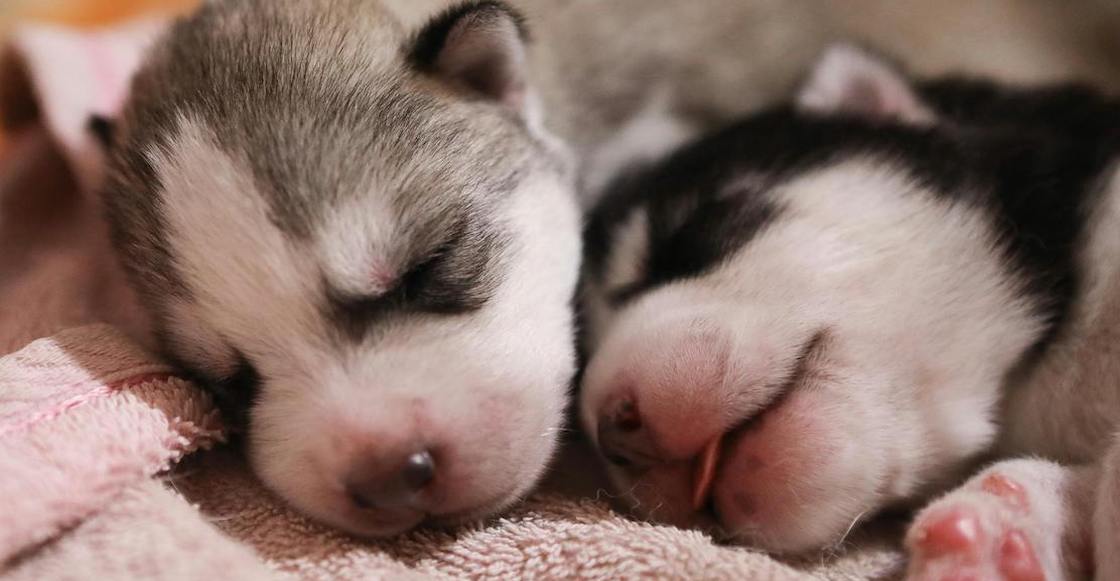 Del coyotito al insomnio: ¿En qué sueña tu perrito?