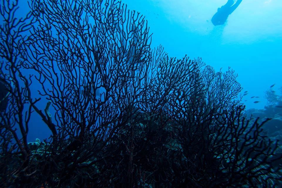 Coral negro: una joya escondida en el Pacífico Mexicano” - Cala Huatulco