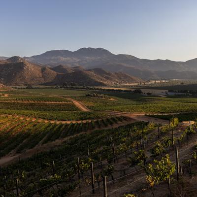 Un “blend” de tradición e innovación en la vitivinicultura mexicana para crear vinos de calidad