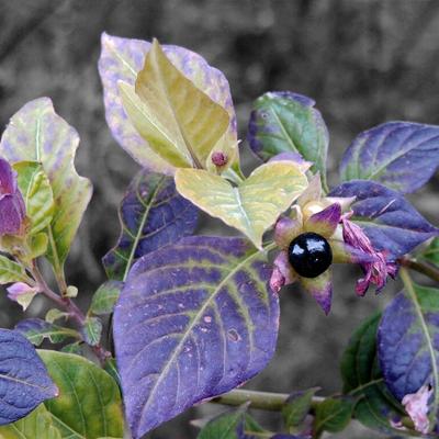 Plantas mortales: 5 especies muy peligrosas que puedes encontrar en la naturaleza