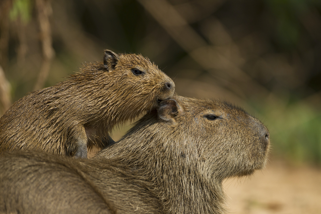 Capibaras