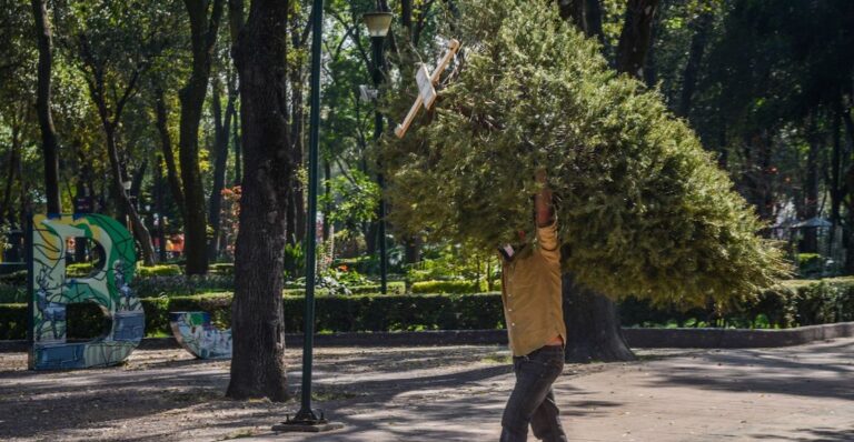 Centros de acopio de árboles de Navidad en CDMX